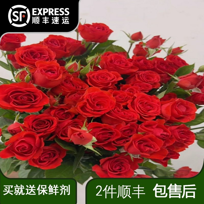 多头霓虹泡泡玫瑰新鲜采摘云南昆明基地鲜花批发家用插花婚庆