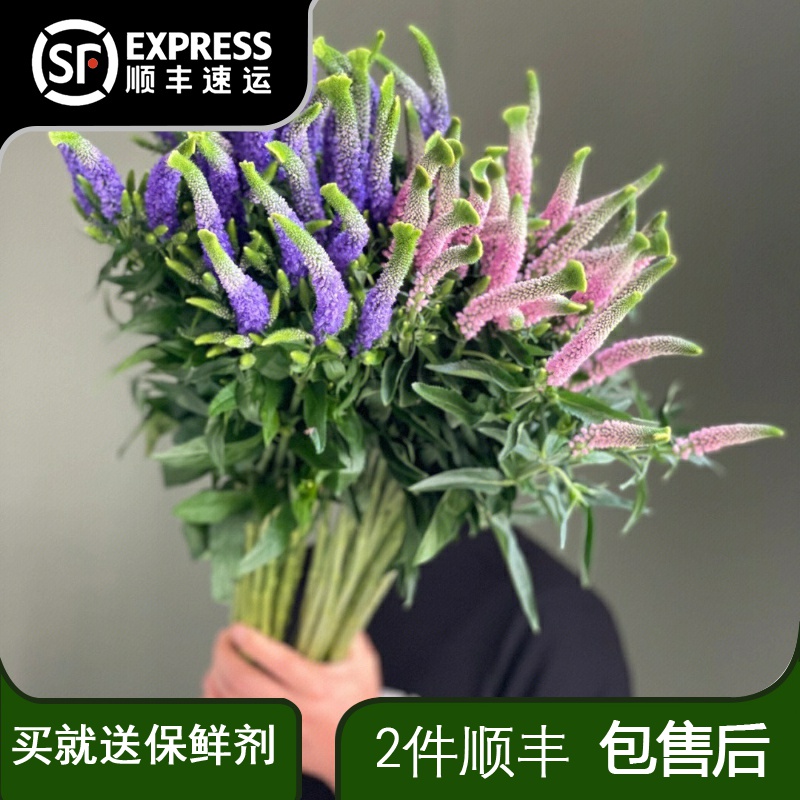 鼠尾草云南昆明斗南鲜花基地直发花束花卉家用真花水养配花搭婚庆