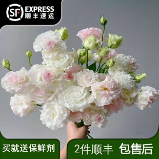 冰淇淋色洋桔梗斗南鲜花基地直发云南昆明水养家居鲜切花