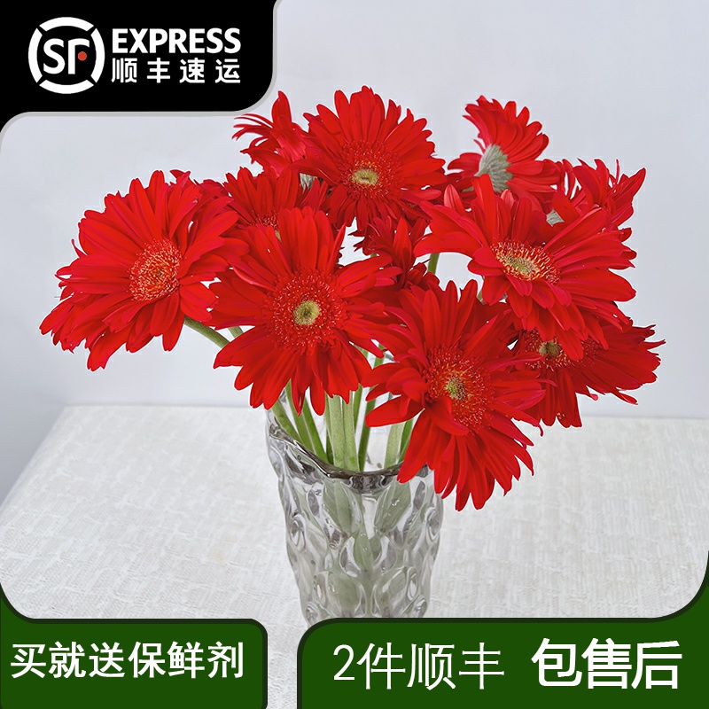 云南昆明基地直发非洲菊插花