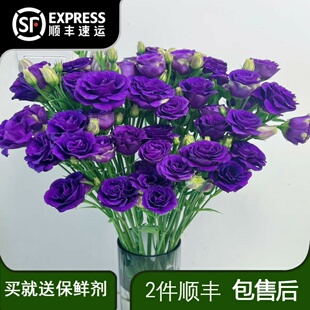 深紫色洋桔梗鲜花家用插花水养花束无刺玫瑰鲜切云南基地直发