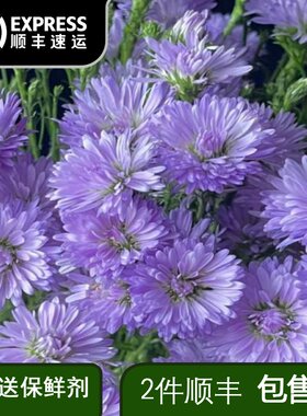 孔雀草鲜切花办公室家庭插花水养配花云南昆明基地直发真色小众