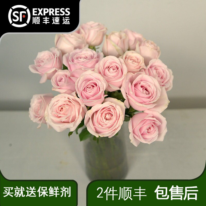 20支粉红雪山玫瑰云南昆明基地花图片