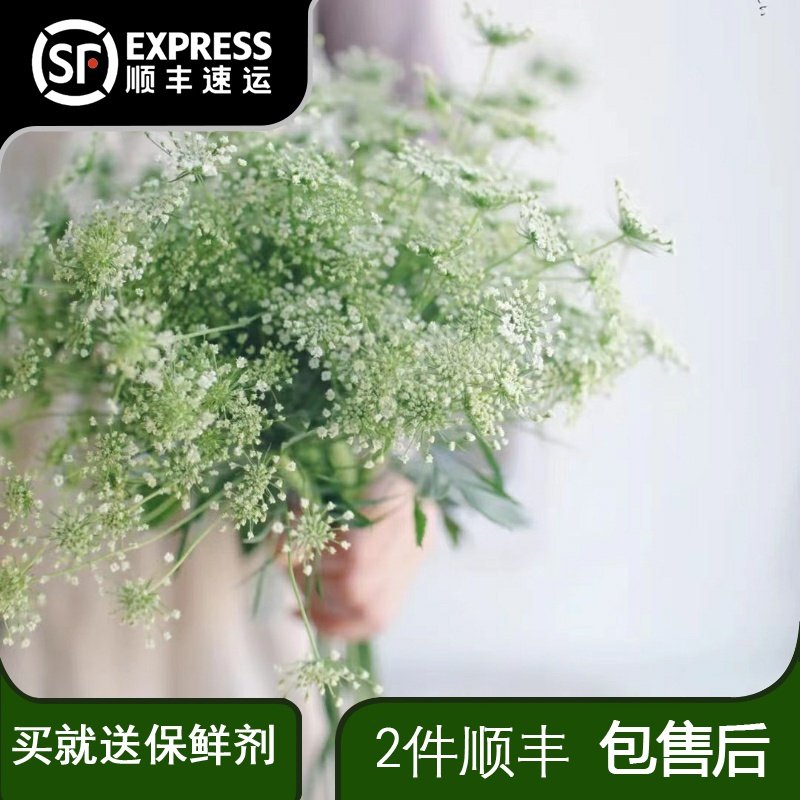 蕾丝鲜花云南昆明直发斗南基地直批家用插花水养花束婚庆配花速递