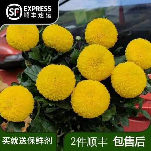 乒乓菊黄色鲜花云南基地直发室内家用水培插花鲜切花真花花期长