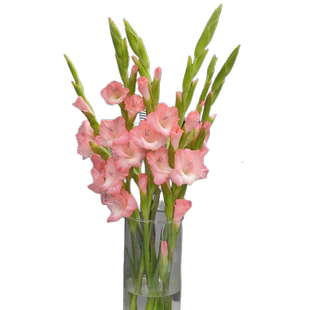 剑兰鲜花唐菖蒲10枝云南直批昆明基地直发同城速递配送插花水养