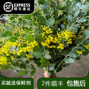 金合欢鲜花云南直发家用绿植挺花黄色合欢花鲜切花枝条圣诞花