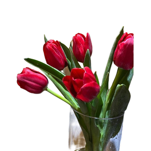 郁金香鲜花云南基地直供直发鲜花速递花束家用水养办公室插花配送