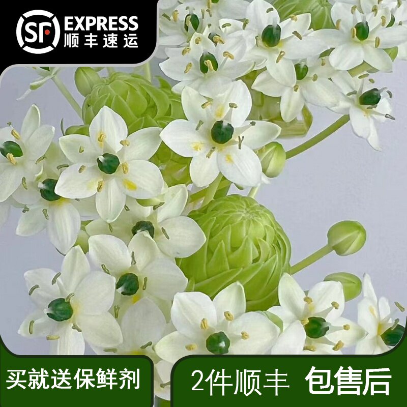 天鹅绒伯利恒之星云南鲜花商务婚礼昆明斗南基地直发家用水养花束