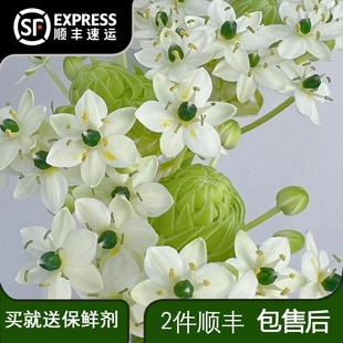 天鹅绒伯利恒之星云南鲜花商务婚礼昆明斗南基地直发家用水养花束