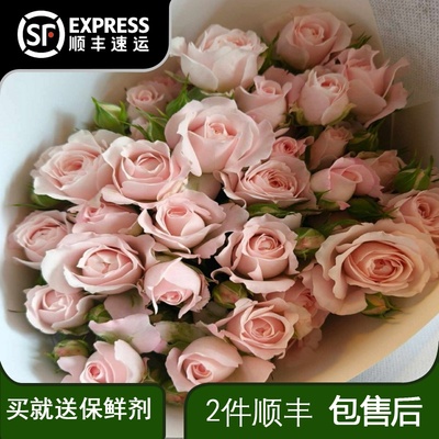多头仙子之吻粉色泡泡玫瑰鲜花云南直发昆明基地直批家用水养插花