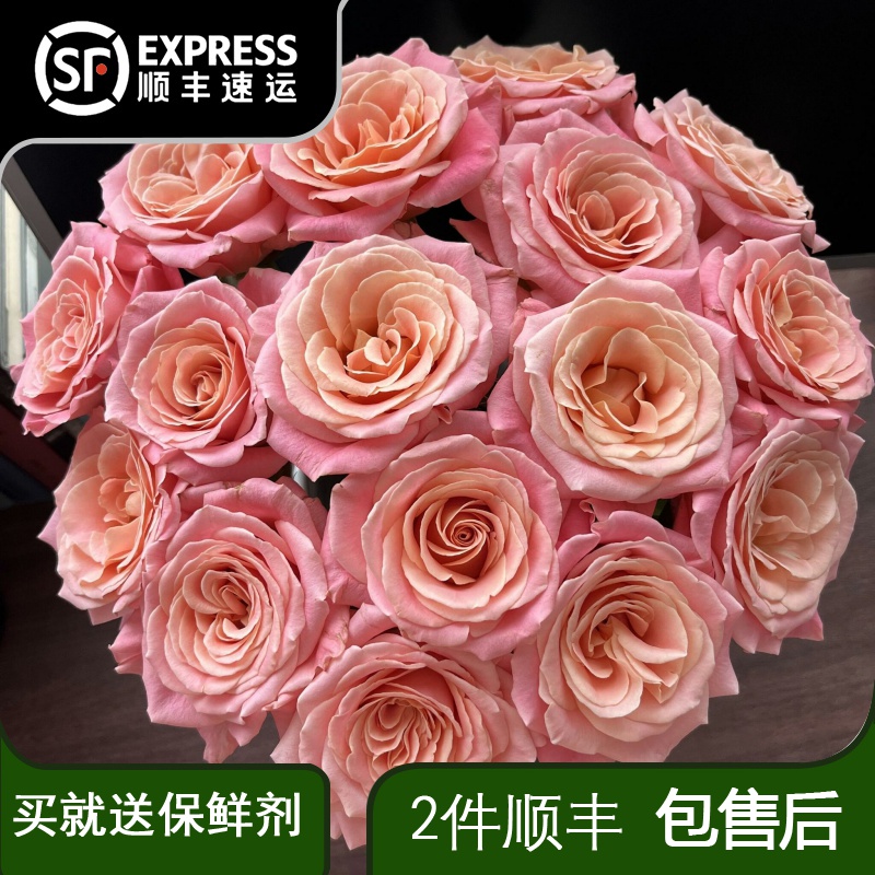 梦幻渐变色系 猪小姐玫瑰花鲜花云南直发昆明基地直批水养鲜切花