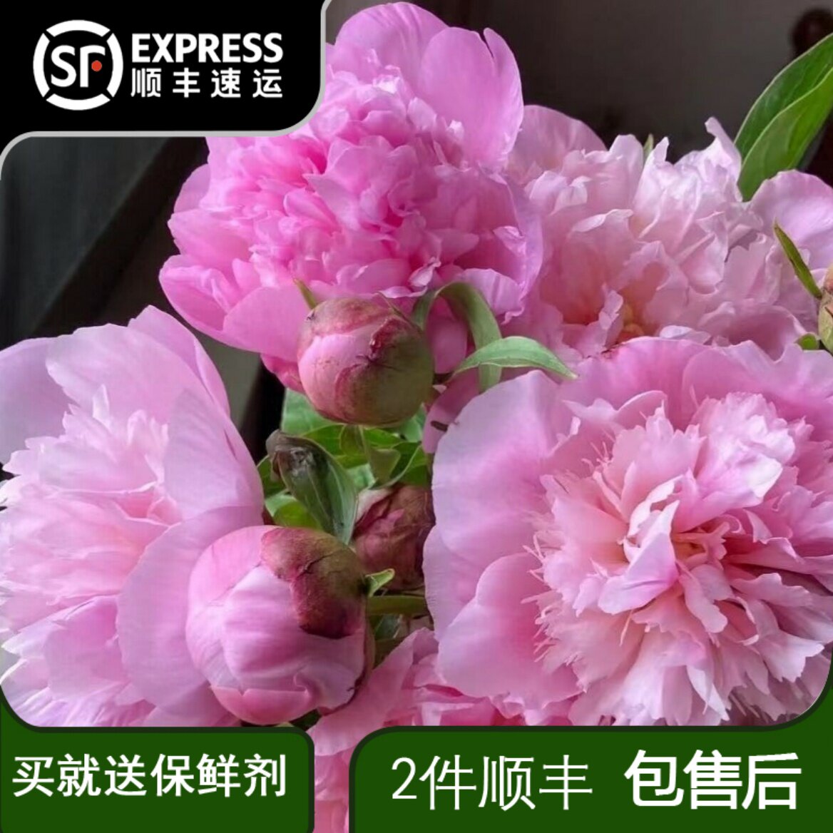 芍药蓝梦水养鲜切花云南昆明基地直发日常瓶插家居花真花 - 实物图