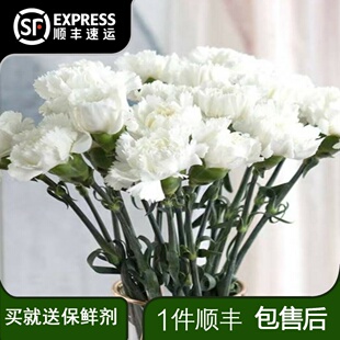 20支白色康乃馨单头云南鲜花颜色独特网红小狗插花款节日礼物