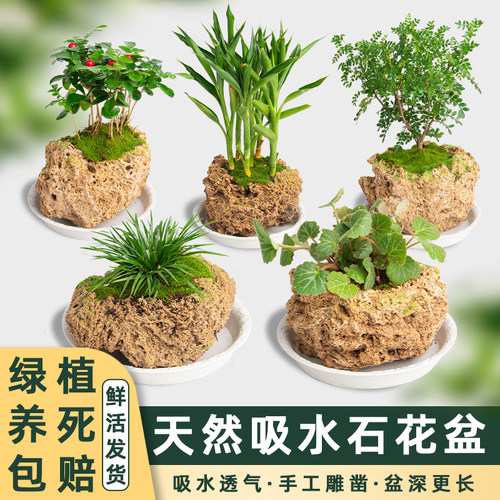 吸水石上水石花盆天然多肉盆栽
