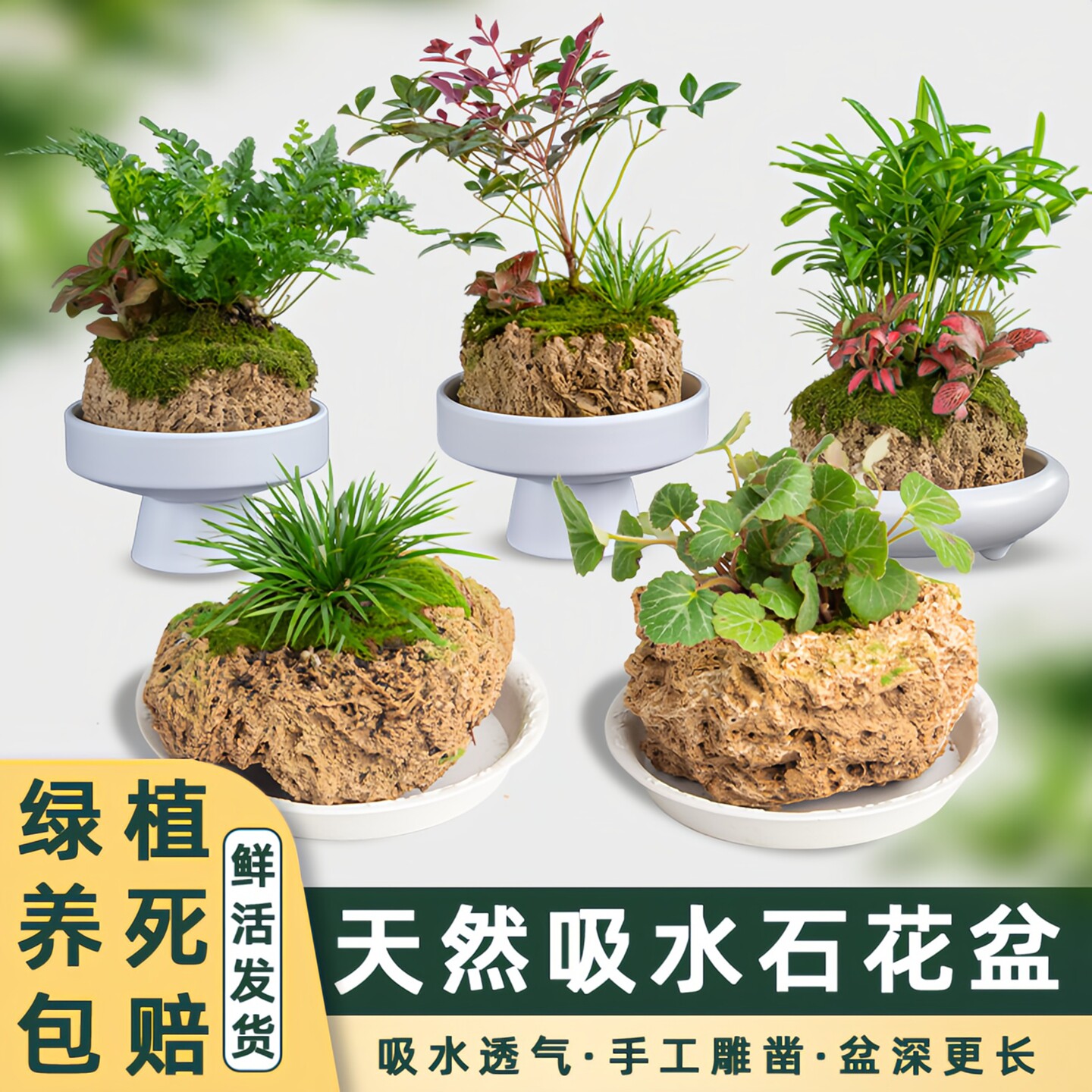 吸水石上水石花盆天然多肉盆栽图片