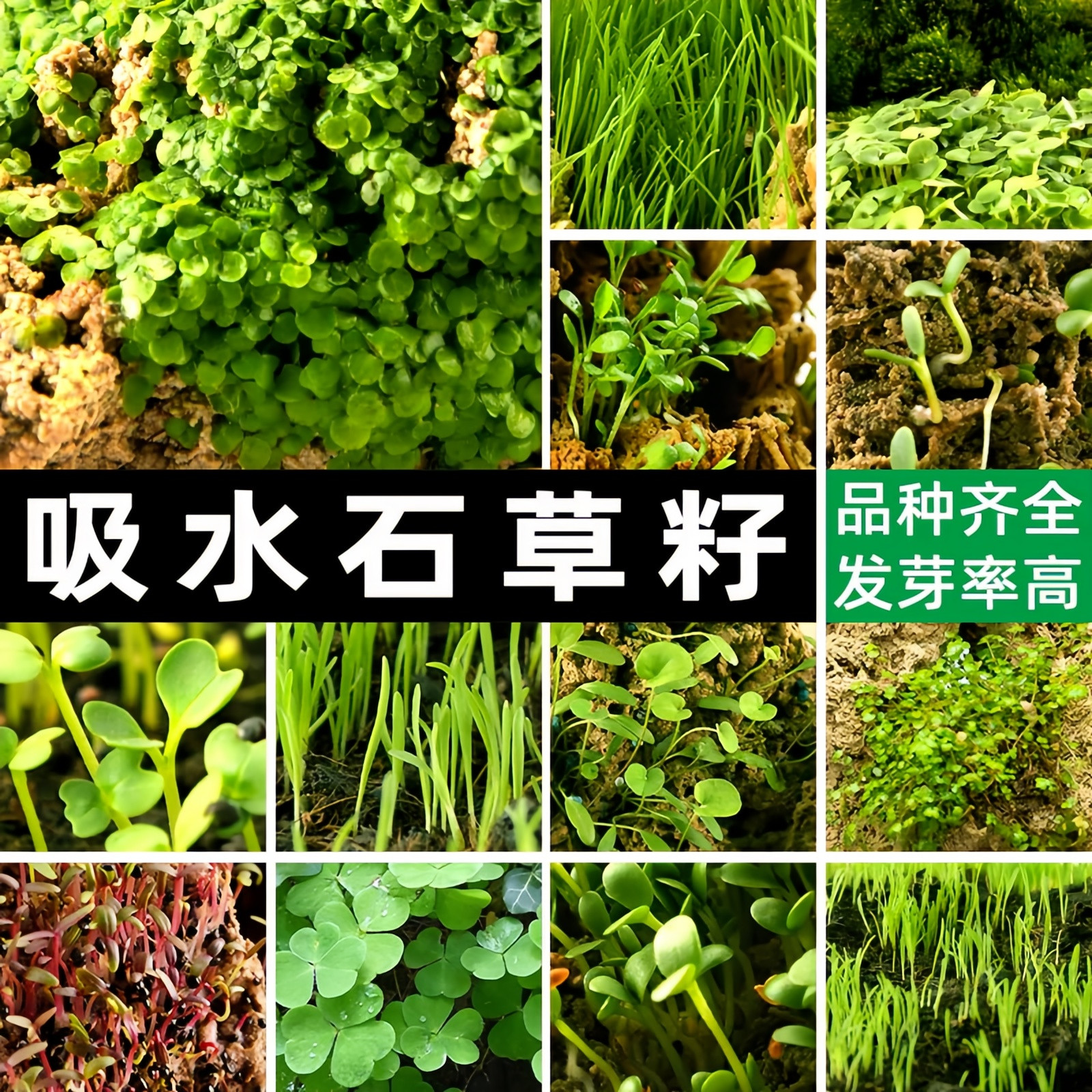 吸水石假山盆景专用草籽图片