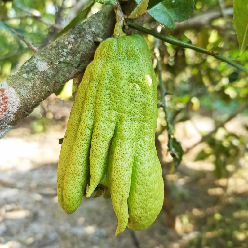 潮汕特产新鲜采摘佛手柑奶茶香橼清供观赏水果佛手果柠檬香去味