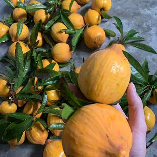 仙桃鸡蛋果自家果园新鲜采摘蛋黄果应季水果潮汕特产