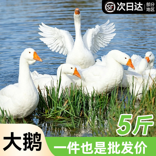大鹅整只冷冻生鲜商用批发顺丰
