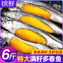 多春鱼满籽新鲜多籽鱼冷冻鱼籽鲜活海鲜特大海鱼烧烤商用食材6斤