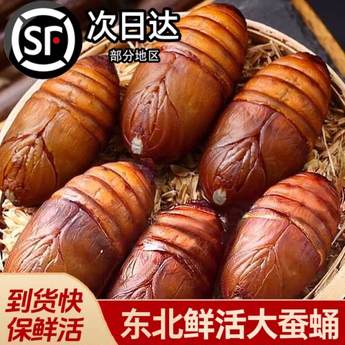 新鲜东北特产蚕蛹大个鲜活蚕蛹子