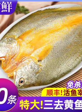 活鱼宰杀10条无冰特大黄鱼鲞顺丰