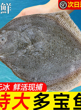 新鲜无冰超大多宝鱼八宝鱼偏口鱼鲽鱼海鱼海鲜水产比目鱼菱平鱼