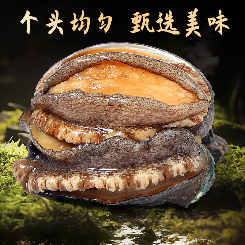 缤鲜特大鲍鱼海捕新鲜冷冻带壳鲍鱼捞汁饭熟冻固形物85%商用送礼P