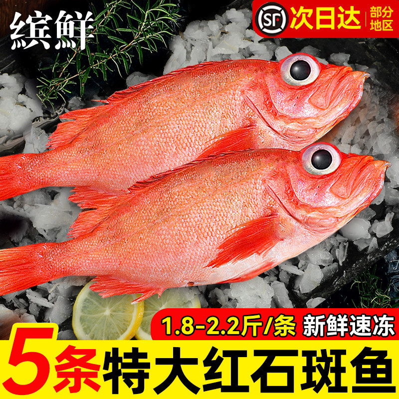 超大深海石斑鱼全国顺丰包邮!