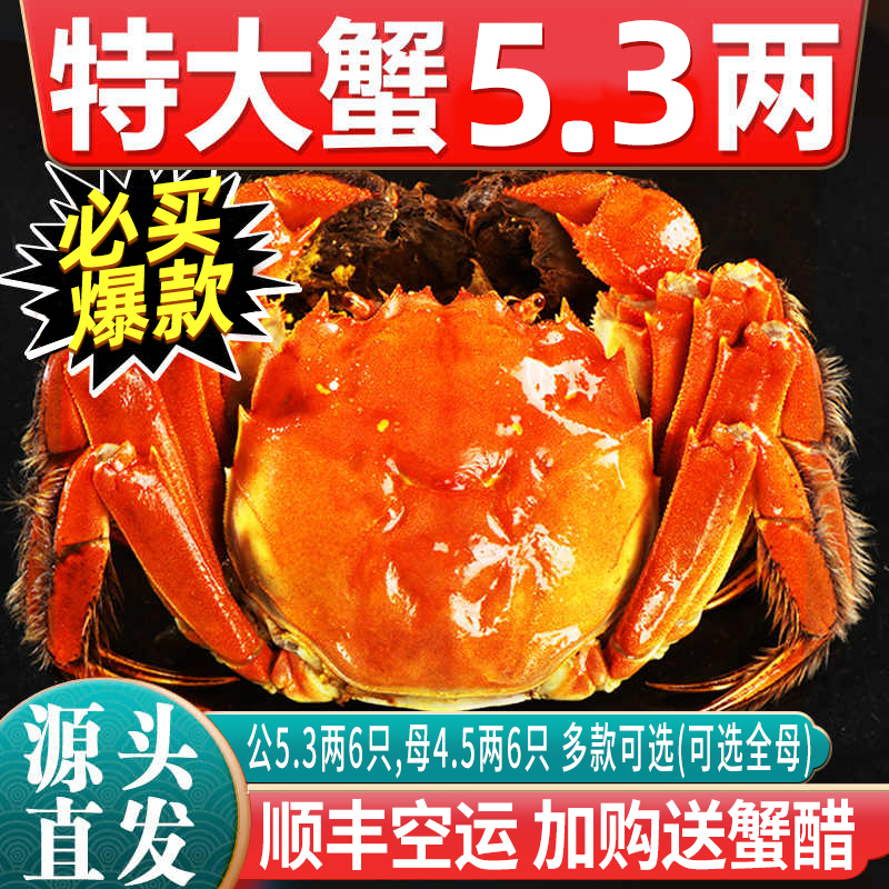 【活蟹】特大10只大闸蟹鲜活现货