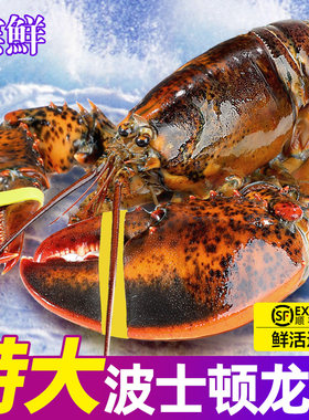 波士顿龙虾特大龙虾顺丰包邮