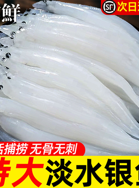特大号新鲜银鱼淡水小银鱼鲜活冷冻面条鱼非太湖三白鱼送宝宝辅食
