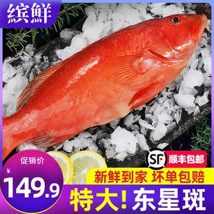 东星斑鲜活特大冷冻新鲜红石斑鱼燕尾斑龙胆深海海鲜水产