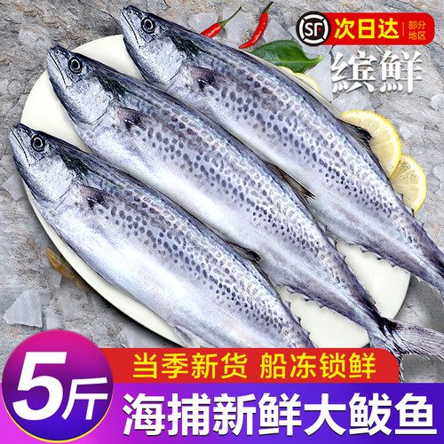 马鲛鱼鲜活整条香煎胶大包邮