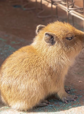 野生小卡皮巴拉宠㓉可爱勇敢 会拉臭臭会唱歌下单自己走已打疫苗