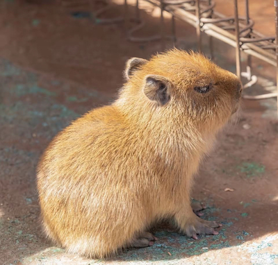 野生小卡皮巴拉宠㓉可爱勇敢 会拉臭臭会唱歌下单自己走已打疫苗