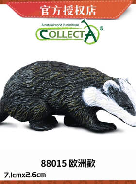 英国CollectA我你他仿真野生动物模型玩具88015 欧洲獾