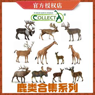 [鹿类合集]CollectA仿真野生动物玩具模型麋鹿驯鹿梅花鹿鹿类摆件