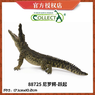 英国CollectA我你他野生动物模型鳄鱼88609美国短吻鳄88725尼罗鳄