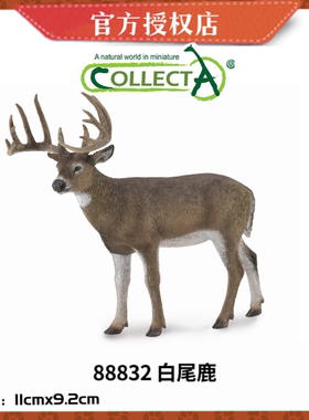 英国CollectA我你他野生动物模型玩具88832 白尾鹿