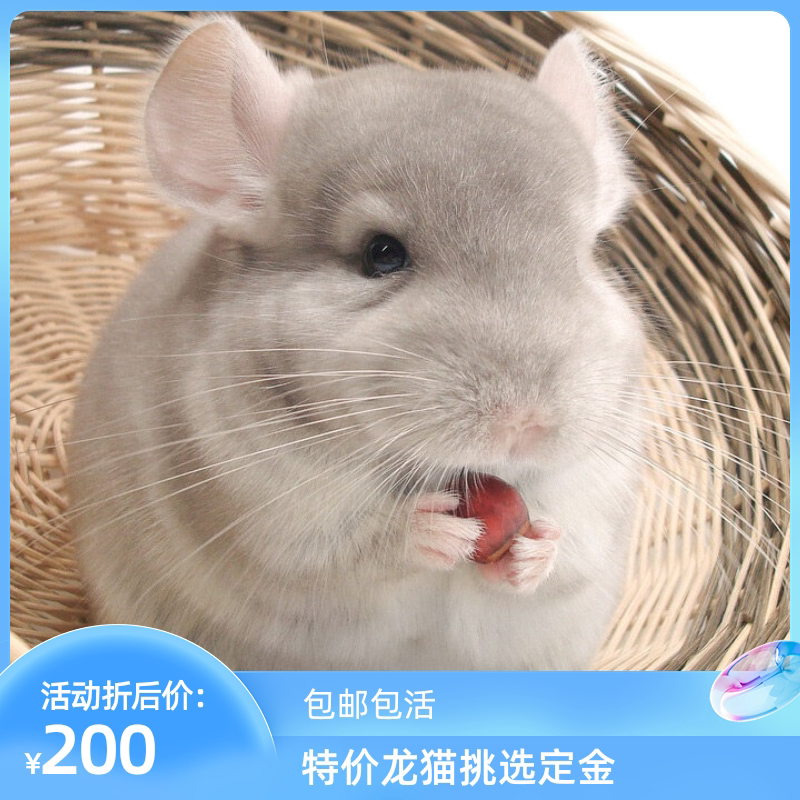 龙猫活物送笼子家养可爱宠物长毛幼崽活体公仔玩偶已打过疫苗定金
