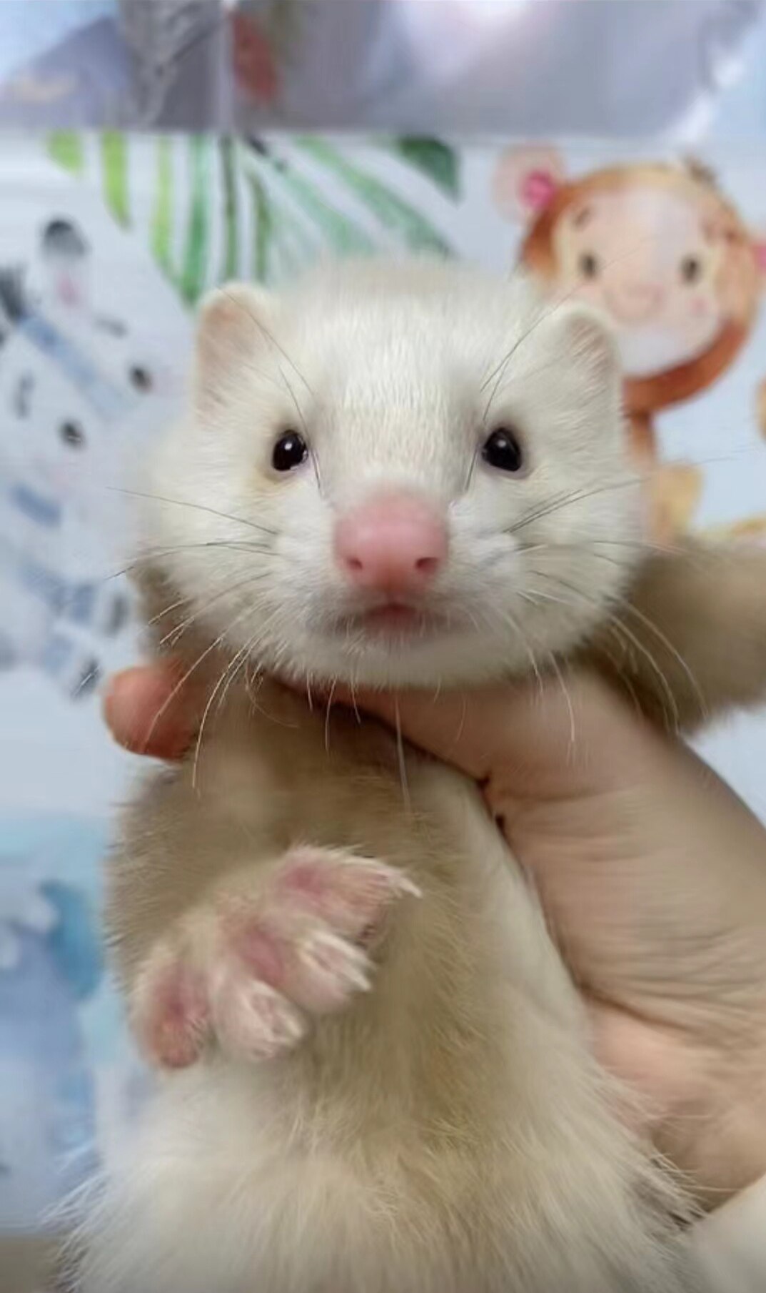 宠物貂安格鲁小雪貂宠物活物水貂花貂活体安德鲁幼崽活安哥鲁定金