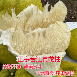 正宗合江真龙柚当季新鲜孕妇水果四川泸州白心柚子纯甜包邮沙田柚