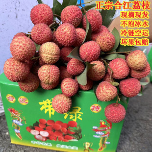 荔枝井冈红新鲜 泸州合江当季晚熟水果四川农家老树现摘现发带绿