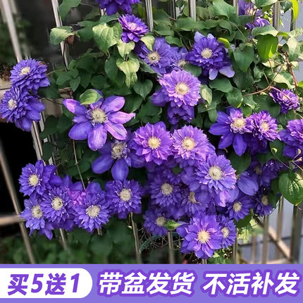 铁线莲爬藤植物庭院阳台耐寒花苗乌托邦银币四季攀援花卉盆栽开花