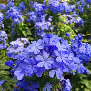 【伊人如水姝恒】蓝雪花苗 藤本爬藤盆栽花卉 清新淡雅多花耐热