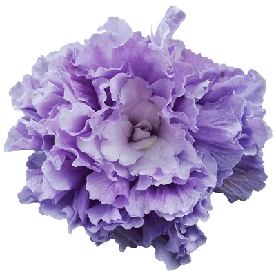 重瓣木槿蓝紫色庭院观花植物