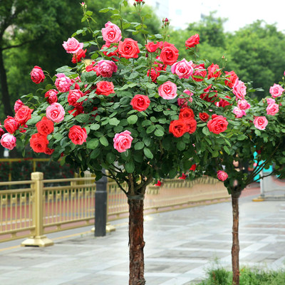 特大植物庭院玫瑰树状月季花苗