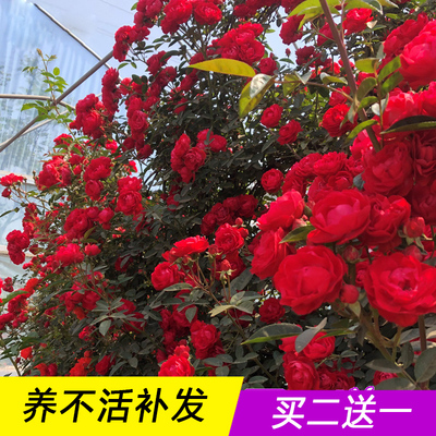 木香花苗爬藤植物庭院蔷薇v开花藤本四季浓香红色甜蜜红木香花苗